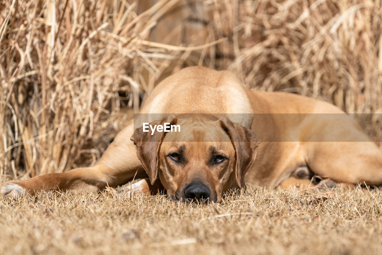 Rhodesian ridgeback lying on dry grass field