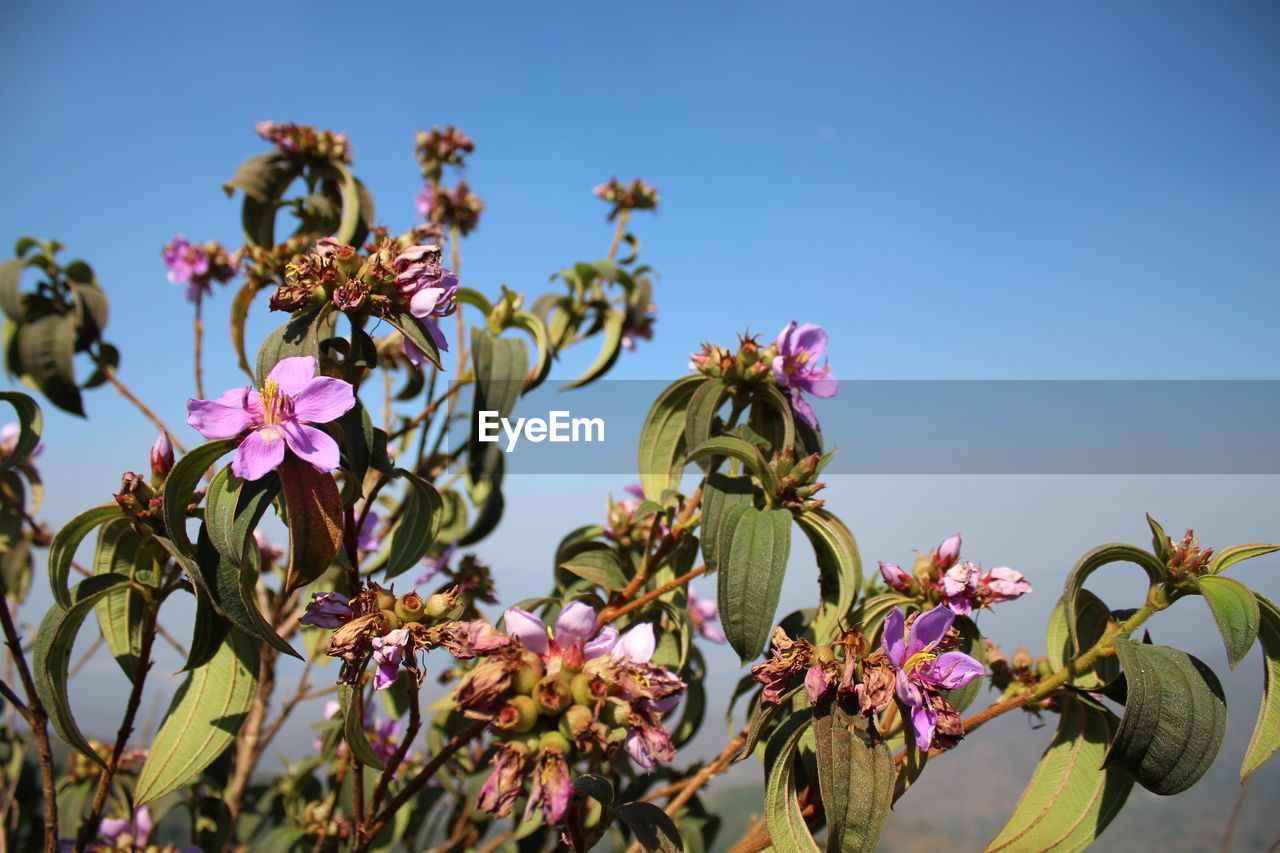 LOW ANGLE VIEW OF FLOWERING PLANTS AGAINST SKY