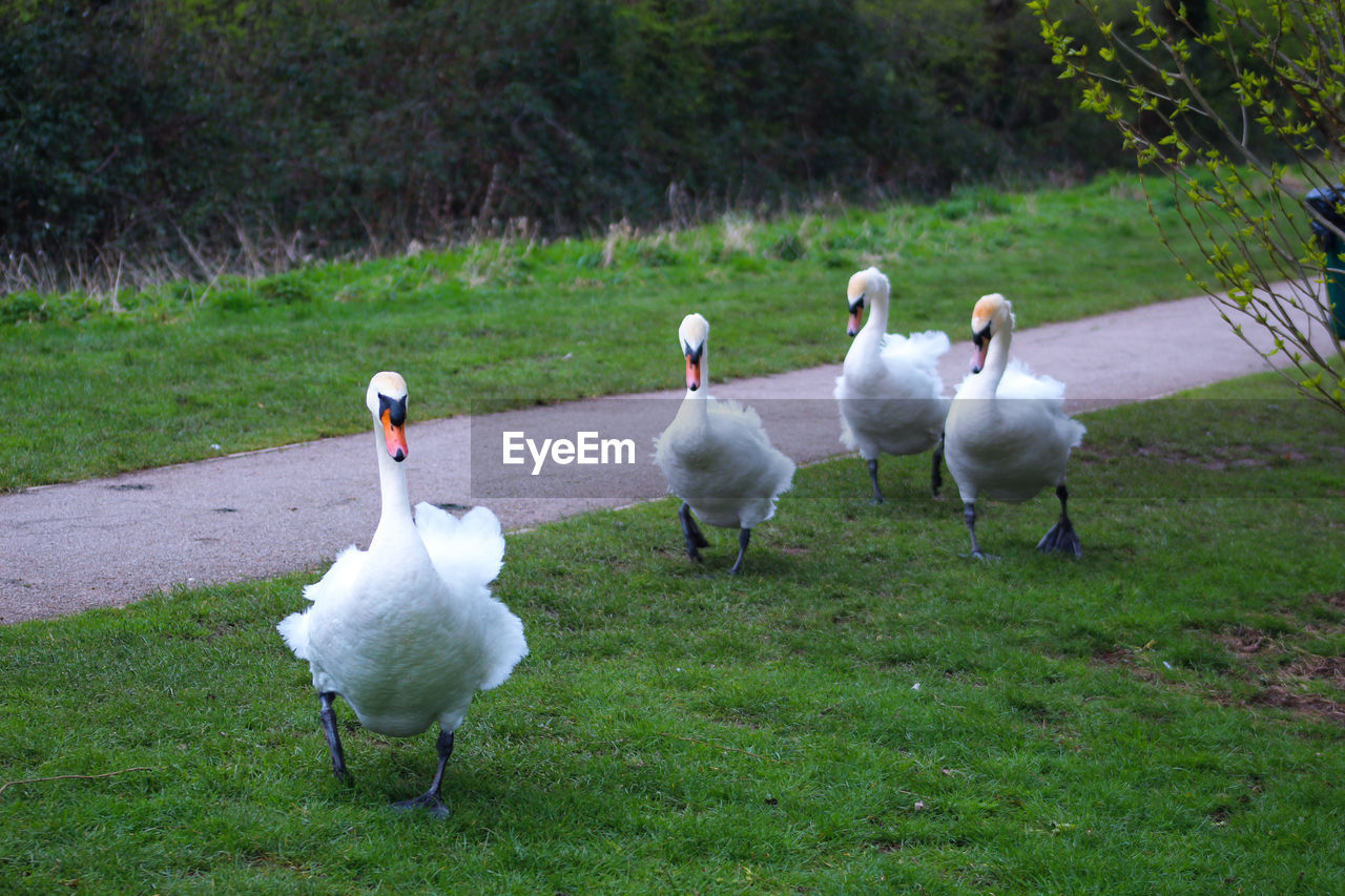 VIEW OF SWANS WITH DUCKS