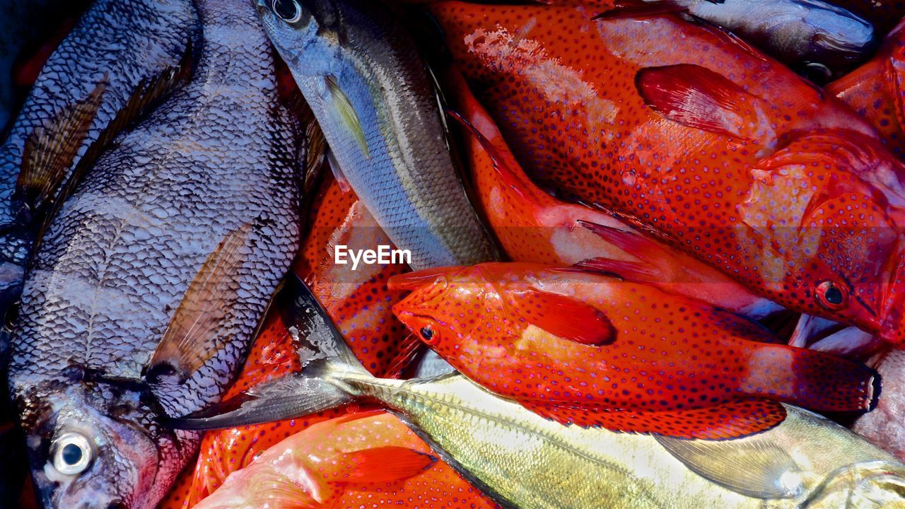 CLOSE-UP OF FISH FOR SALE