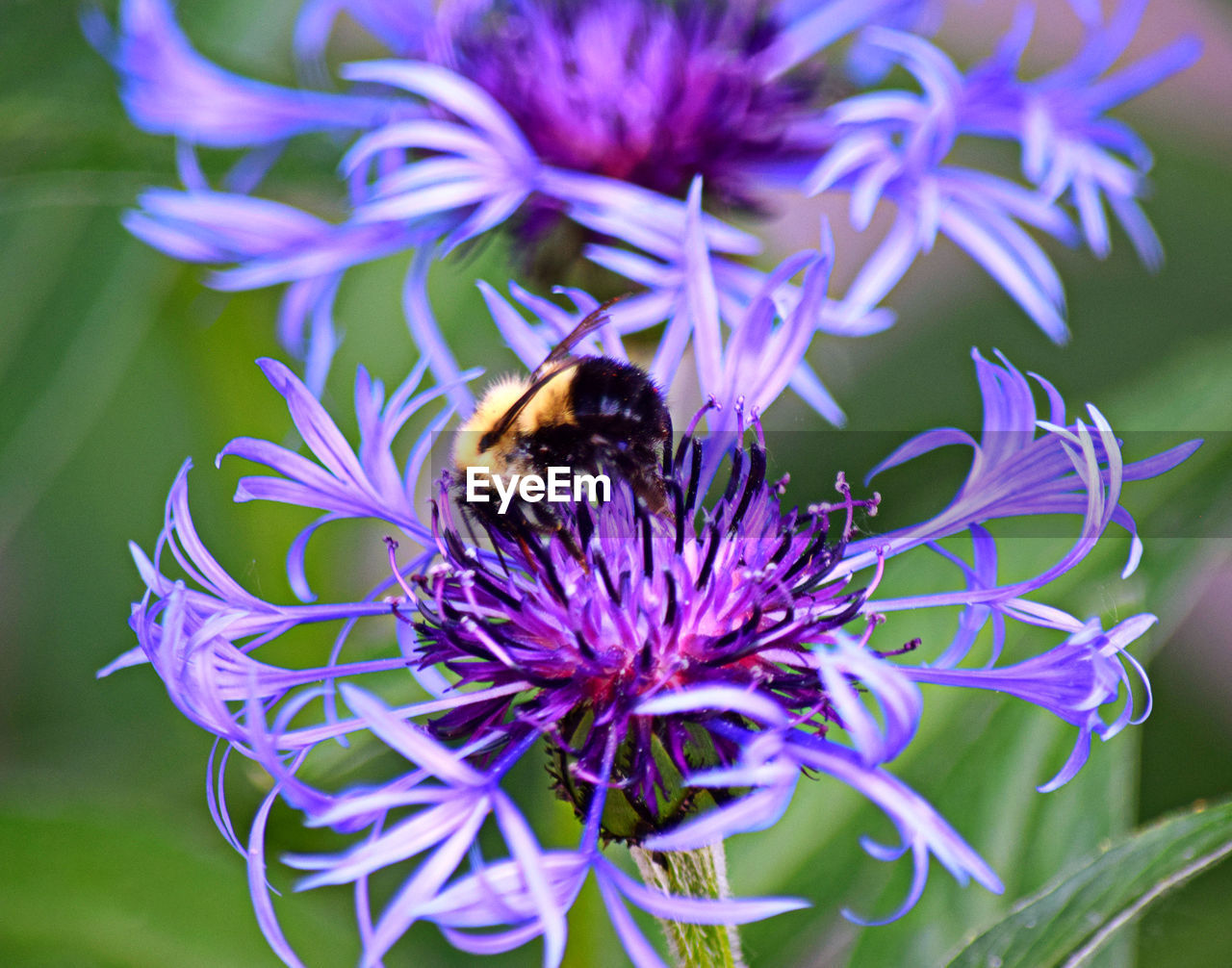 CLOSE-UP OF HONEY BEE ON PURPLE FLOWER