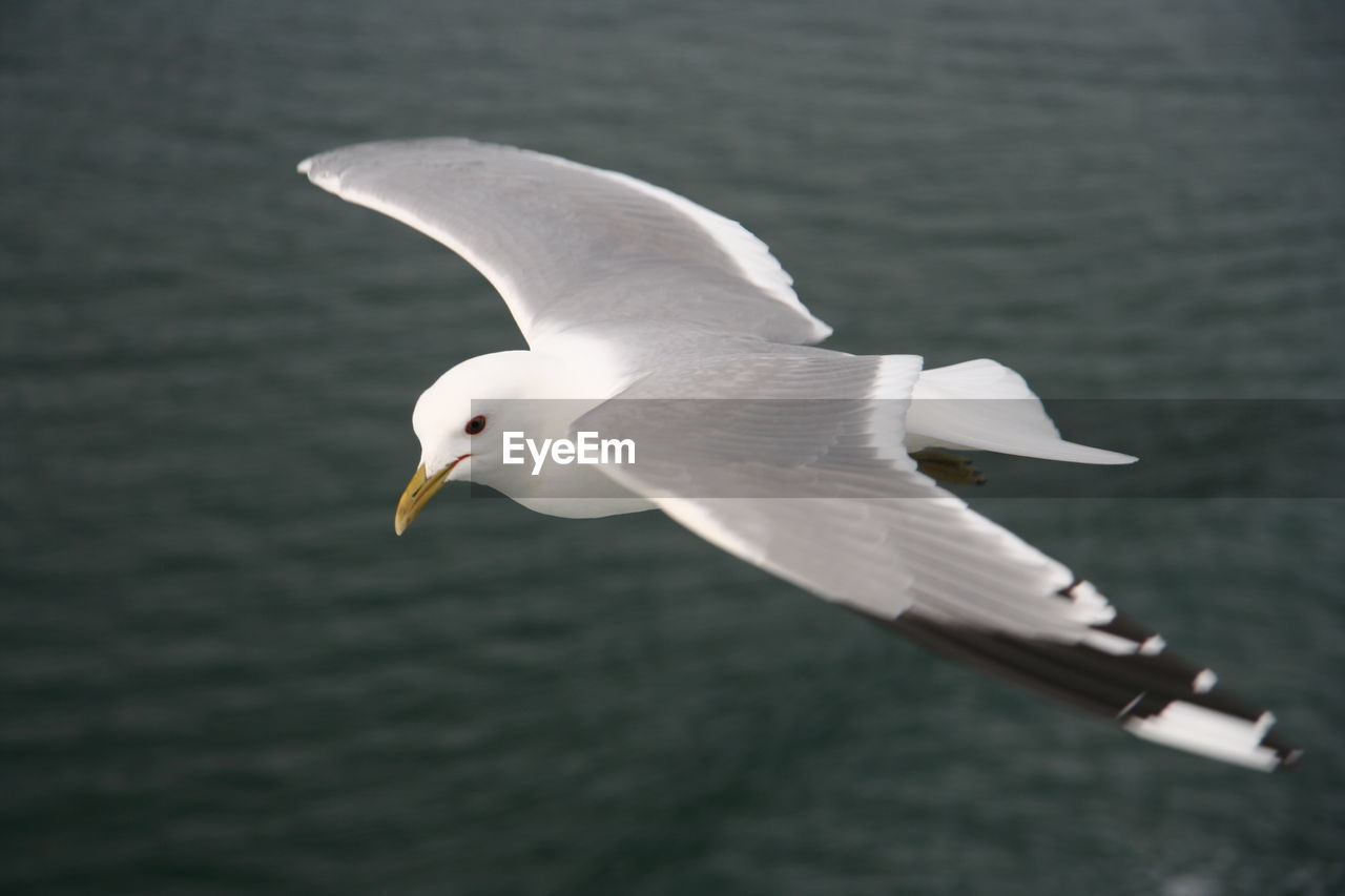 CLOSE-UP OF SEAGULL FLYING IN WATER