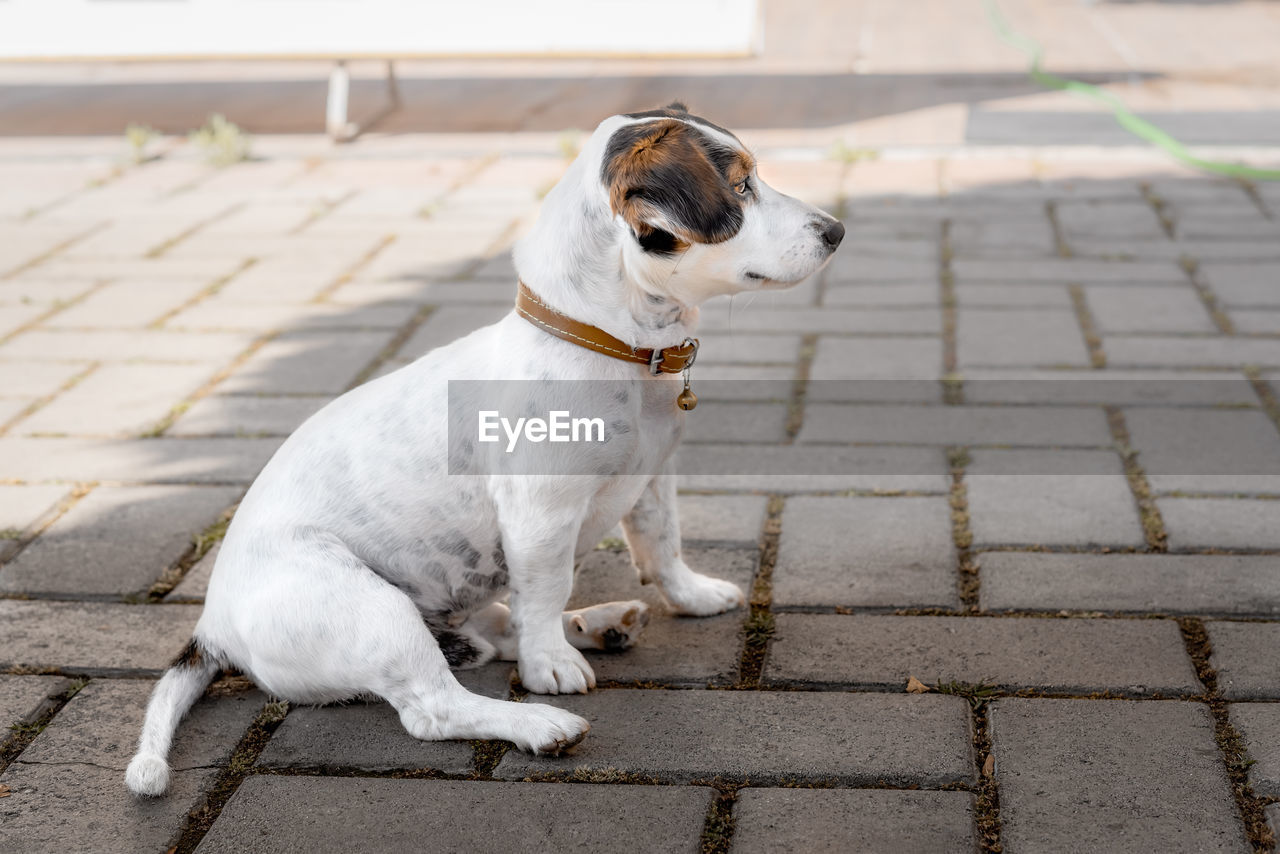 The dog walks in a collar sits on the sidewalk. side view.