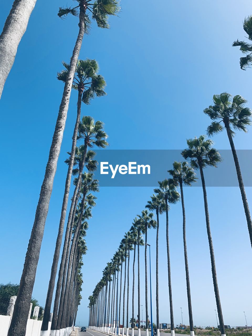 Low angle view of coconut palm trees against clear blue sky