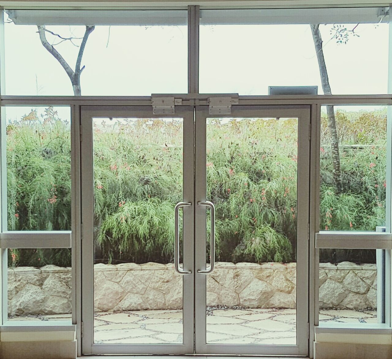 VIEW OF TREES THROUGH WINDOW