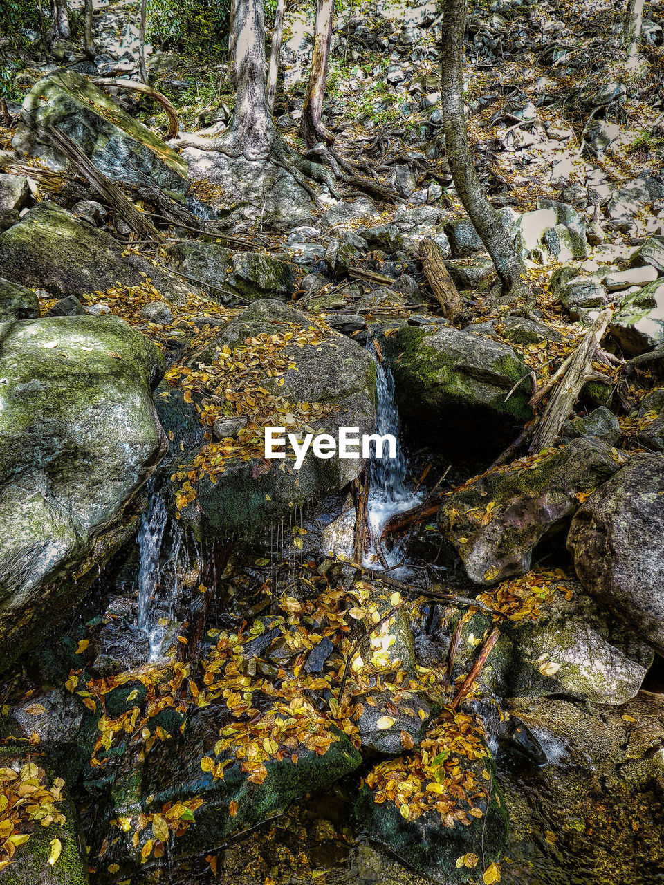 ROCKS IN POND