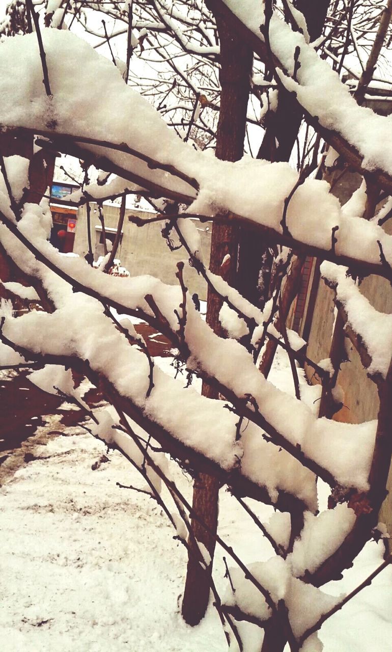 CLOSE-UP OF TREE BRANCH