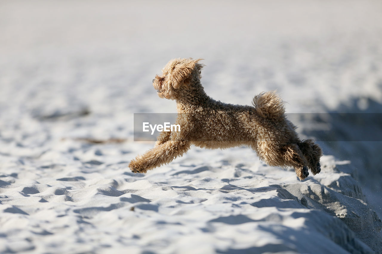 VIEW OF DOG ON SNOW