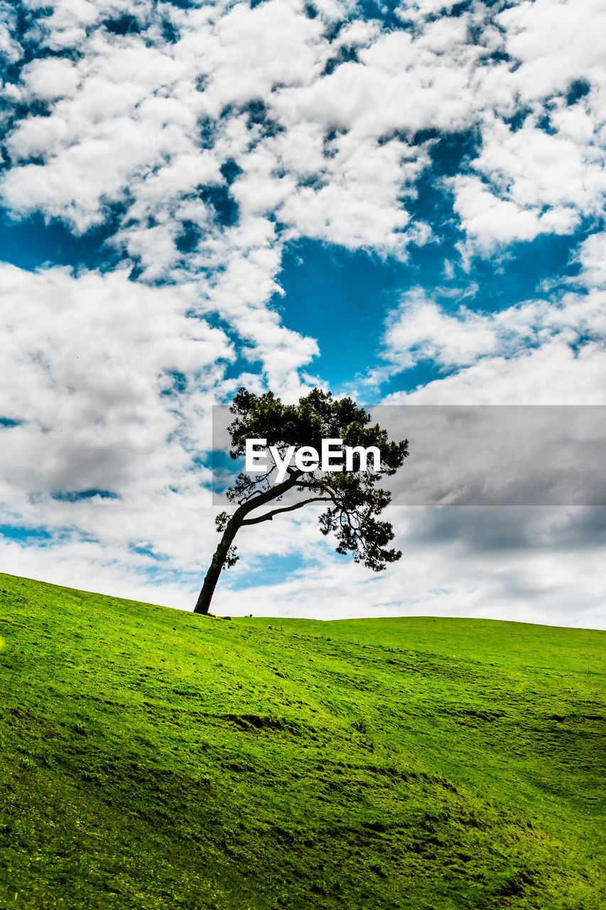 A lone tree against a cloudy sky