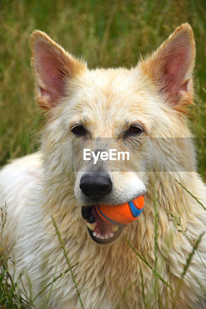 Close-up portrait of a dog