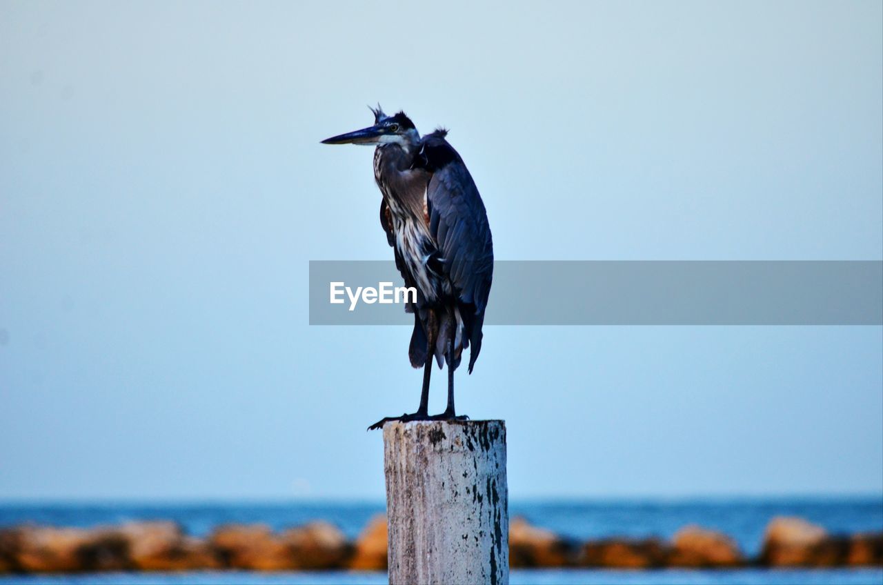 VIEW OF BIRD PERCHING ON WOODEN POST