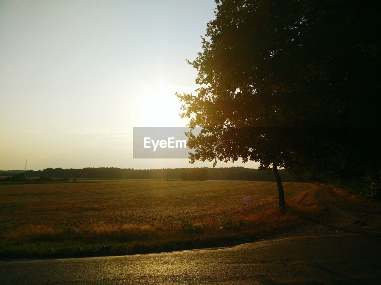 TREES ON GRASSY FIELD