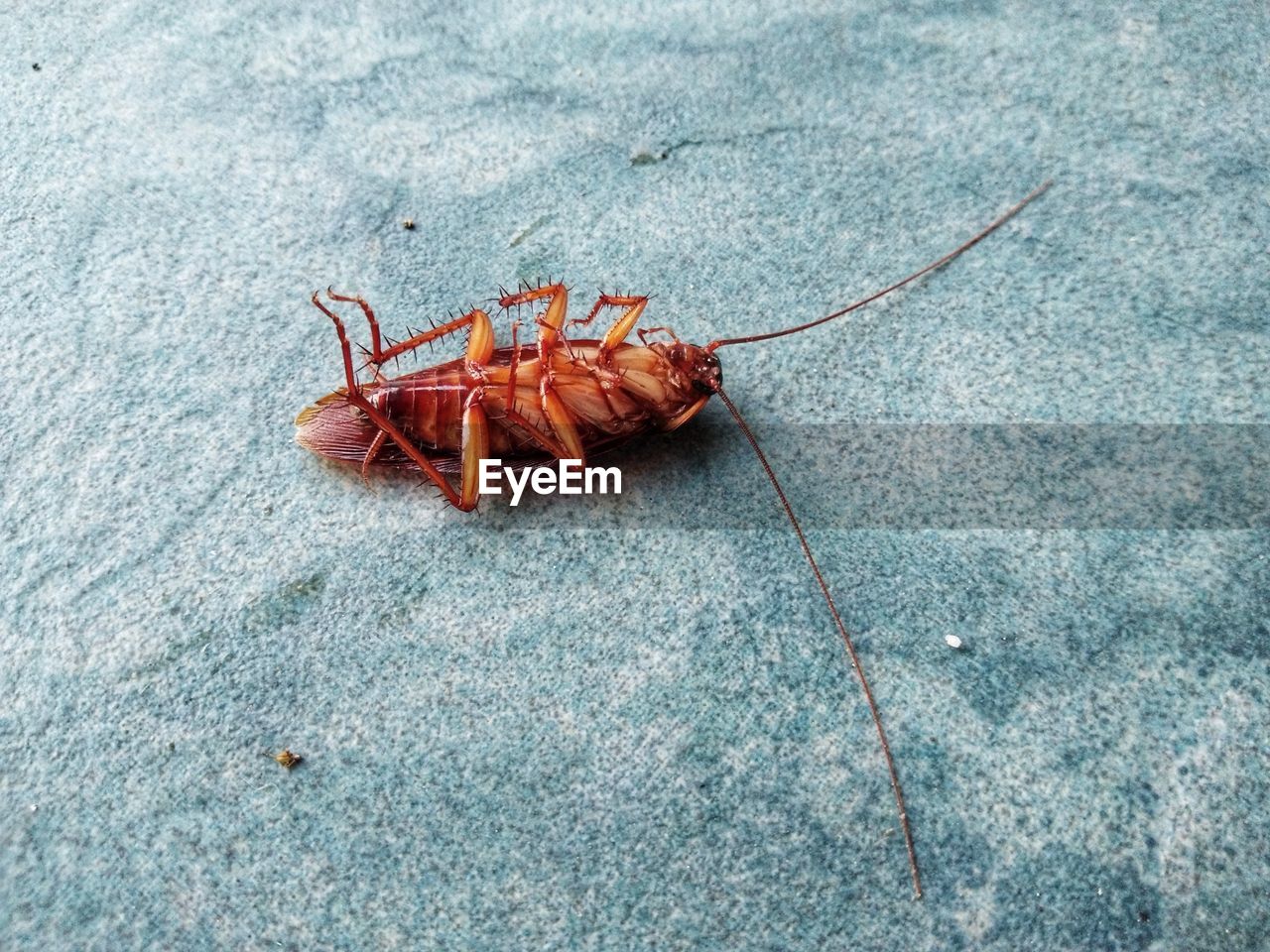 High angle view of insect