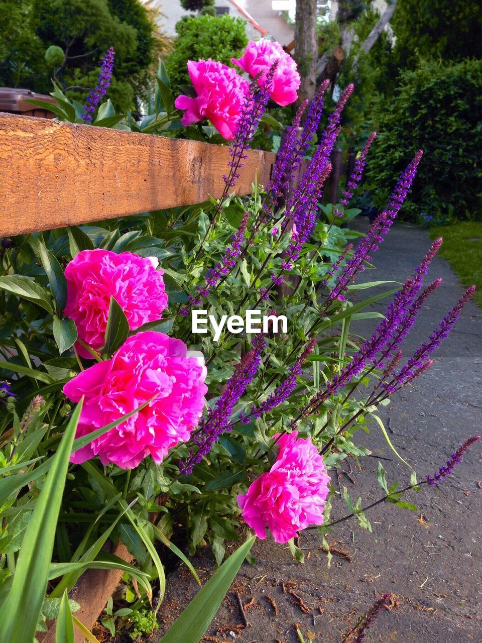 CLOSE-UP OF PINK FLOWERS BLOOMING