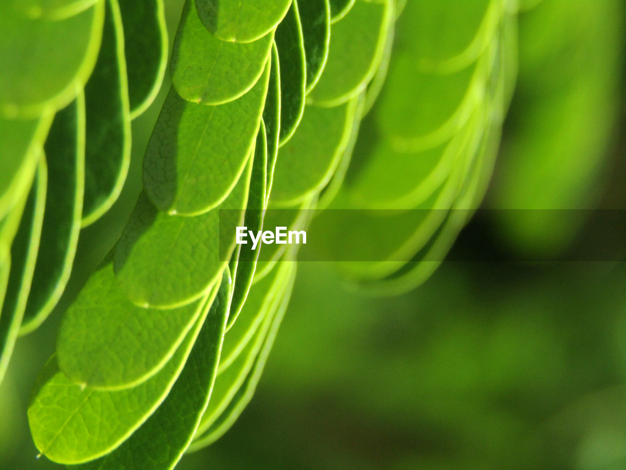 Close-up of fresh green leaves