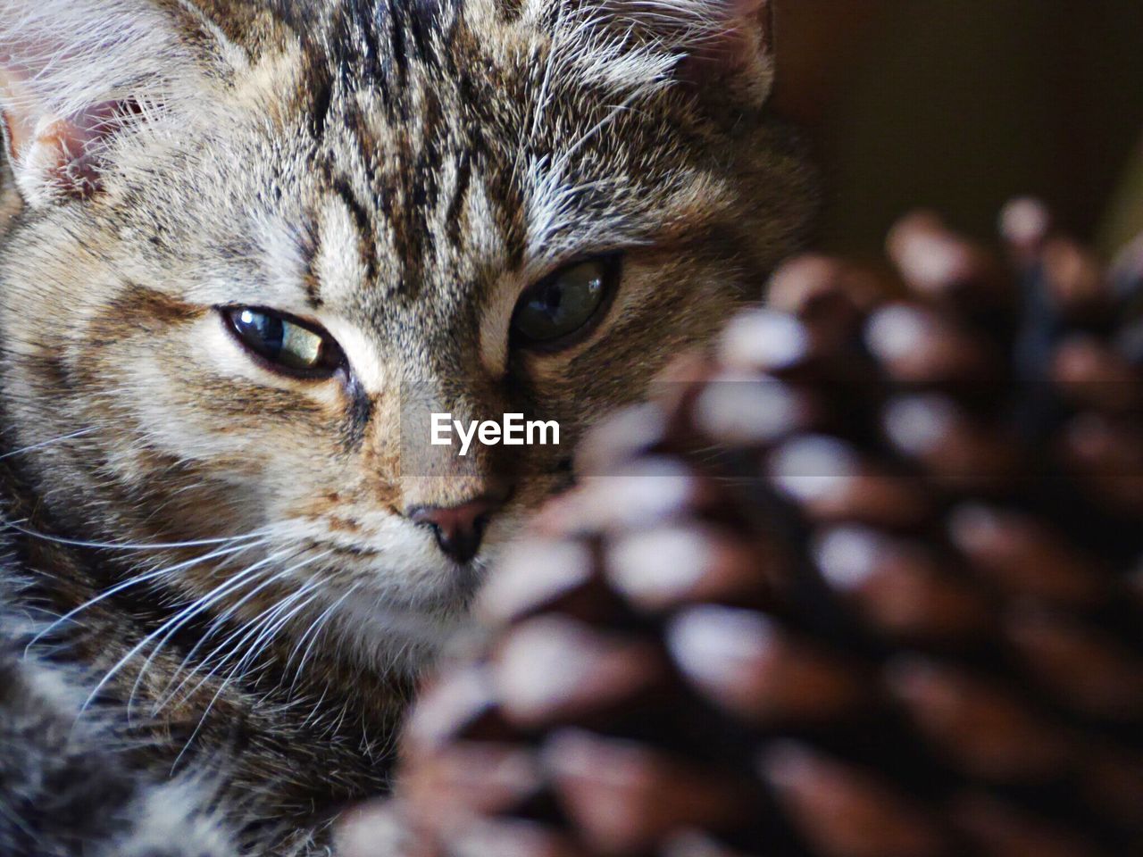 CLOSE-UP PORTRAIT OF CAT IN MOUTH