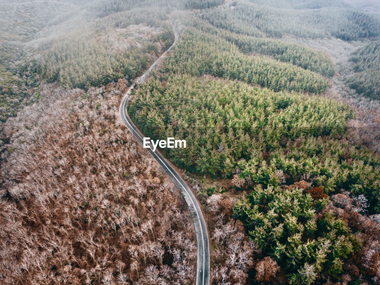 High angle view of road amidst trees in forest