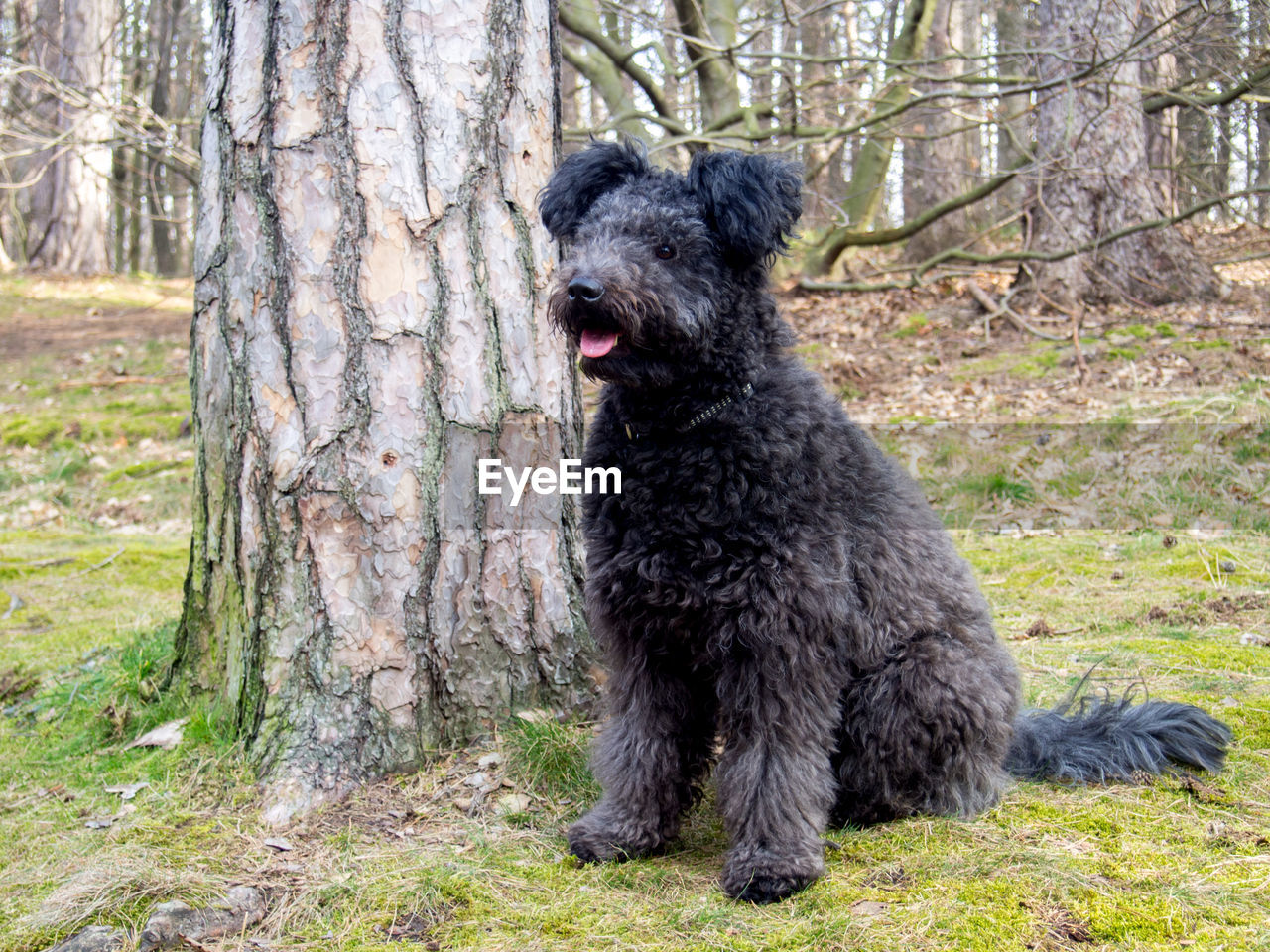 CLOSE-UP OF BLACK DOG SITTING ON TREE TRUNK IN FOREST