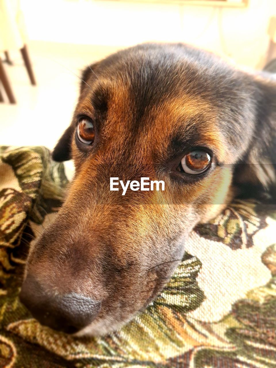 Close-up portrait of a dog