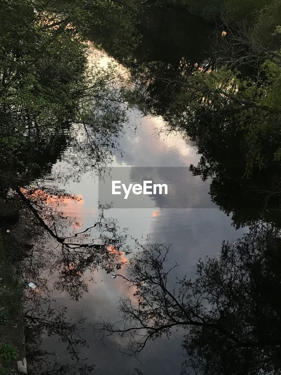 REFLECTION OF TREES IN WATER