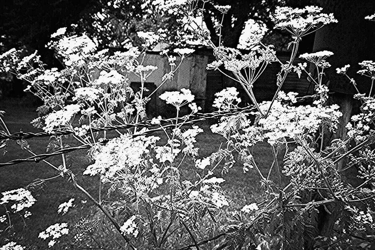 PLANTS GROWING IN THE DARK