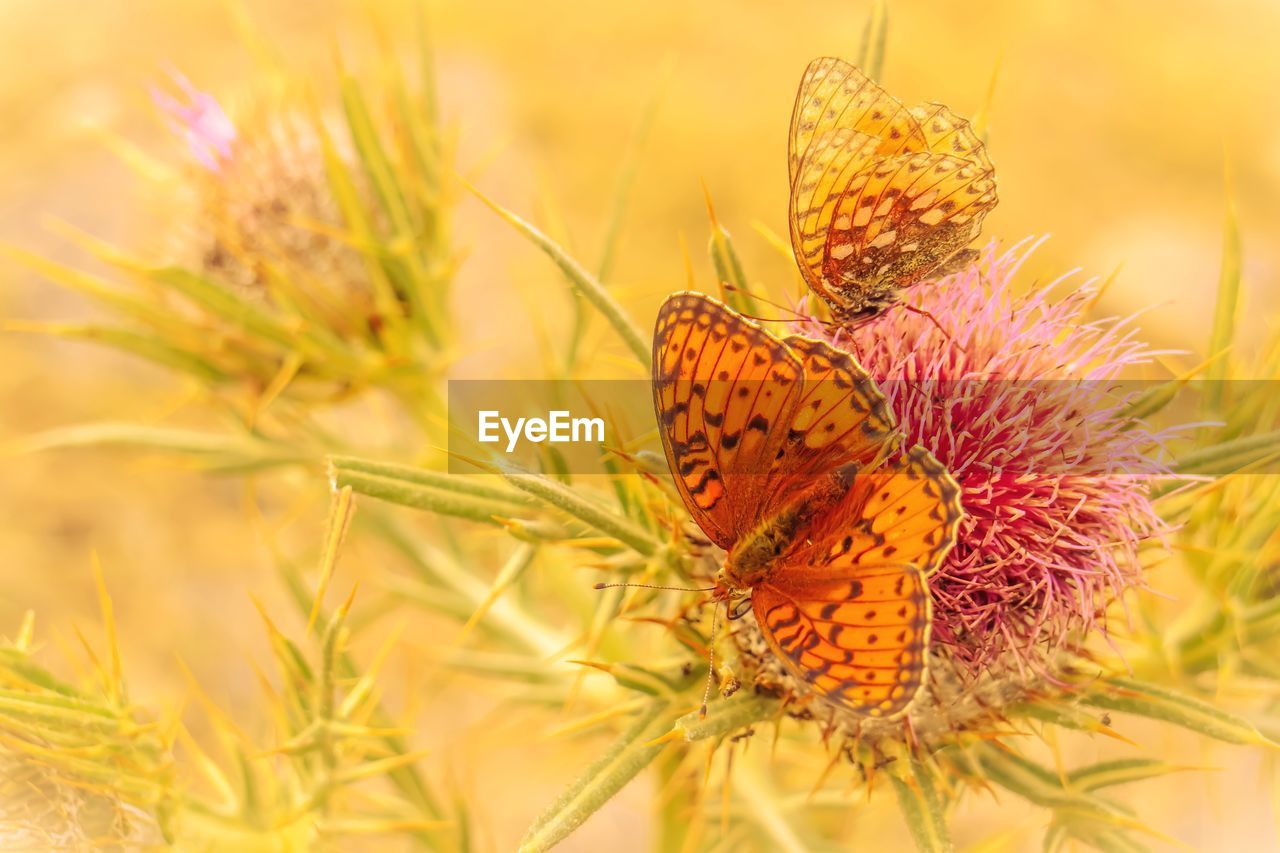 Close-up of butterfly pollinating on flower