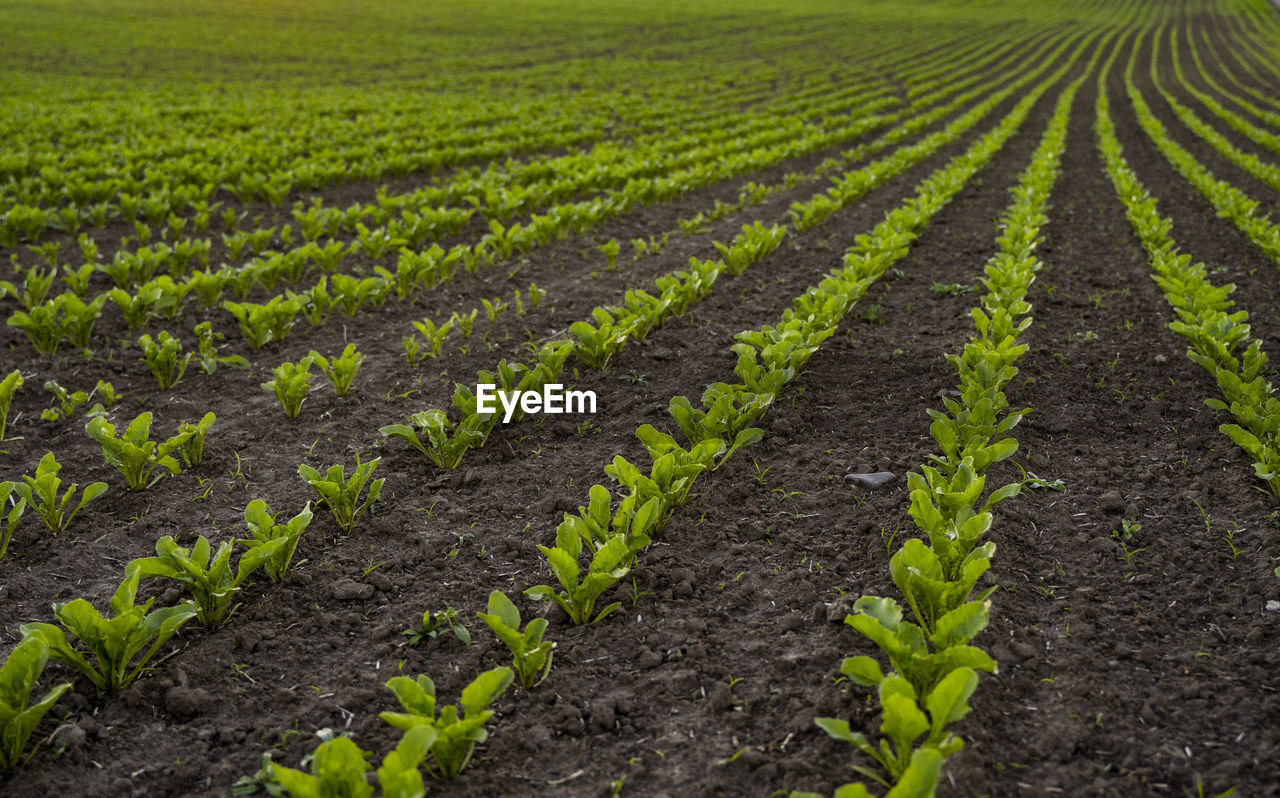 high angle view of flowers growing on field