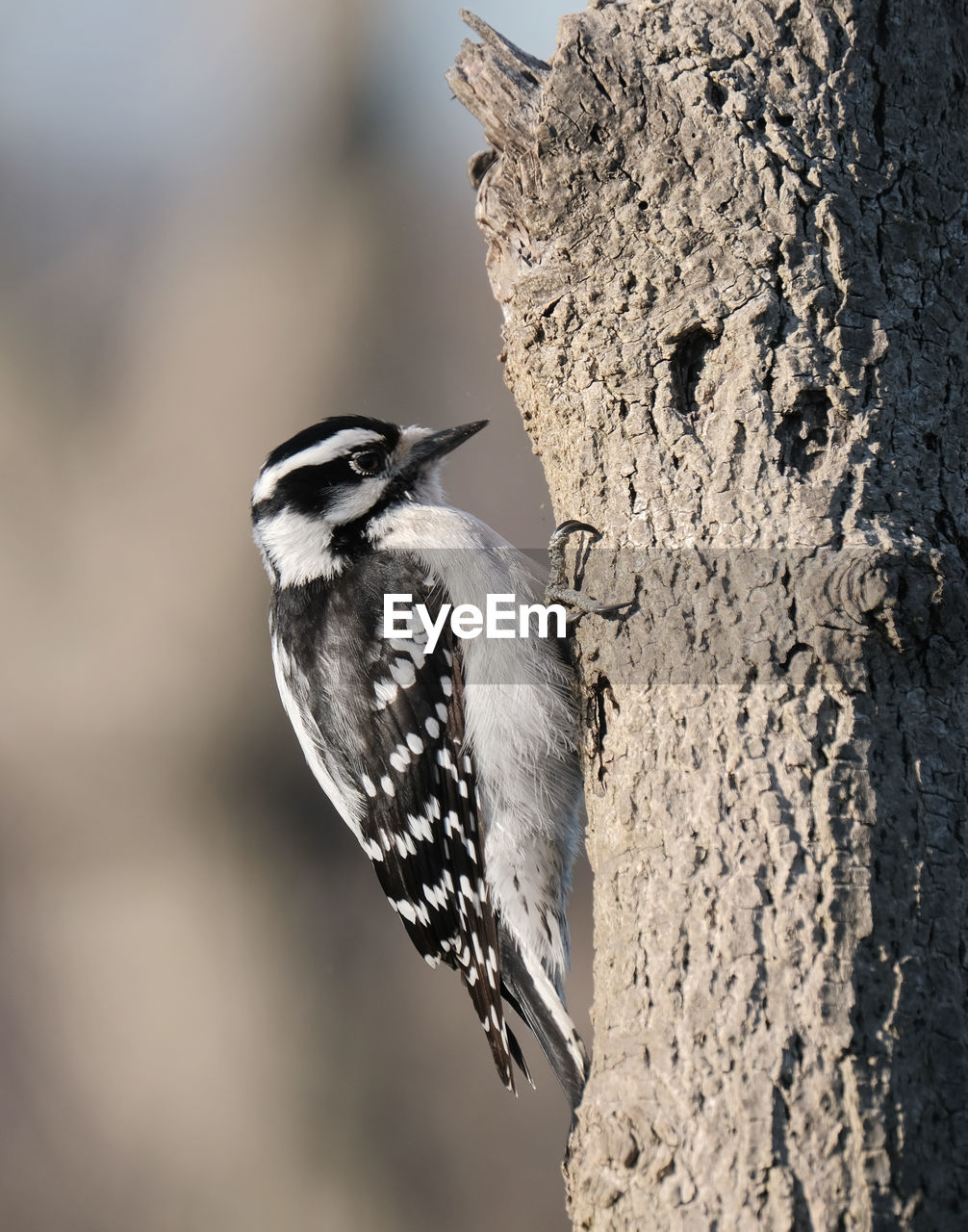 Downy woodpecker