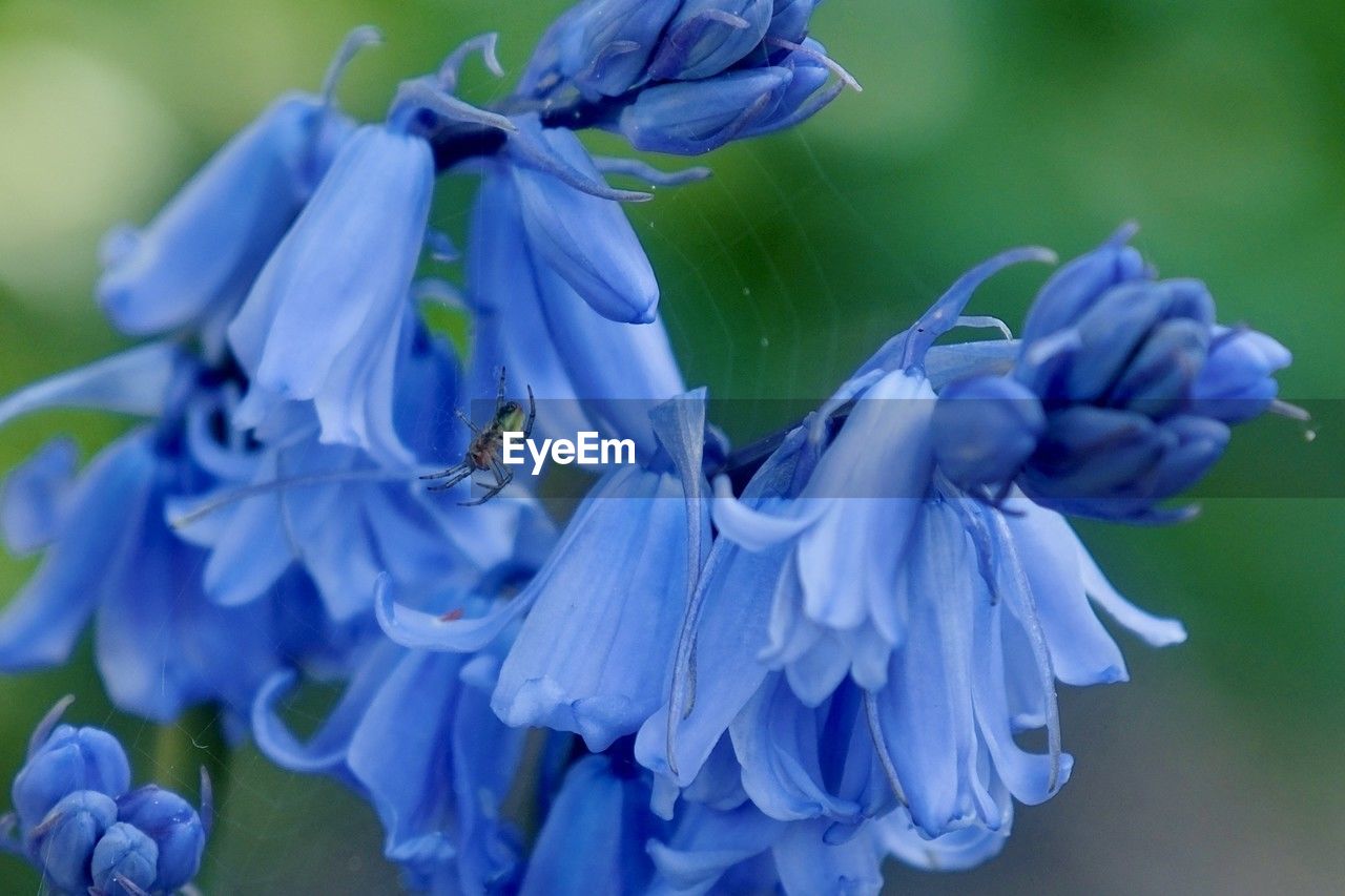 flower, flowering plant, blue, plant, freshness, beauty in nature, close-up, fragility, purple, petal, nature, inflorescence, flower head, macro photography, focus on foreground, growth, no people, springtime, blossom, herb, outdoors, wildflower, iris