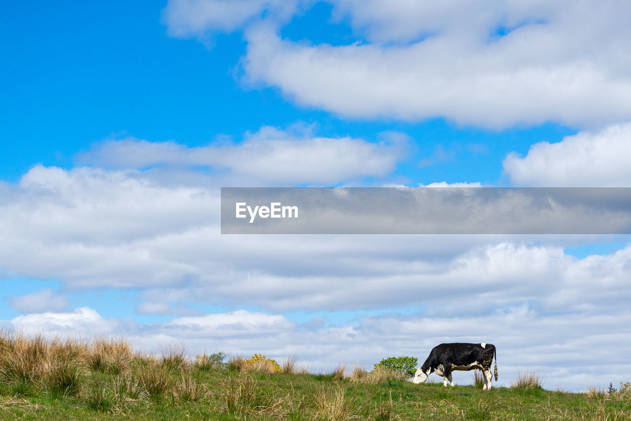 Cattle grazing in a field 
