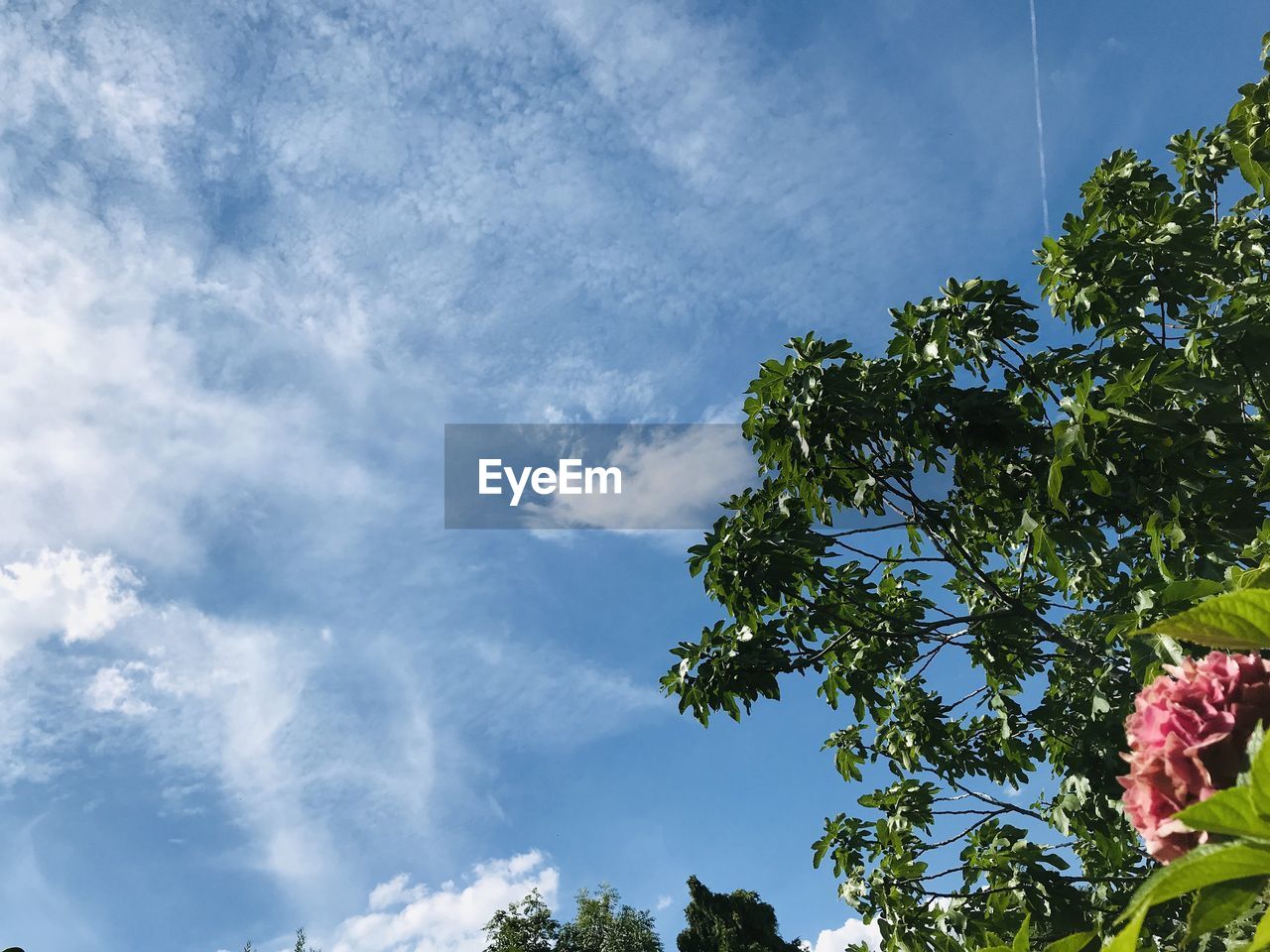 LOW ANGLE VIEW OF TREE AGAINST BLUE SKY