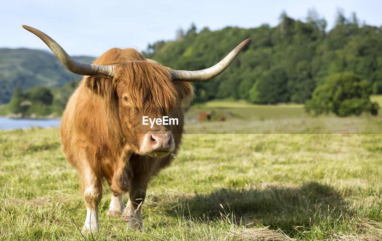 VIEW OF A HORSE IN FIELD