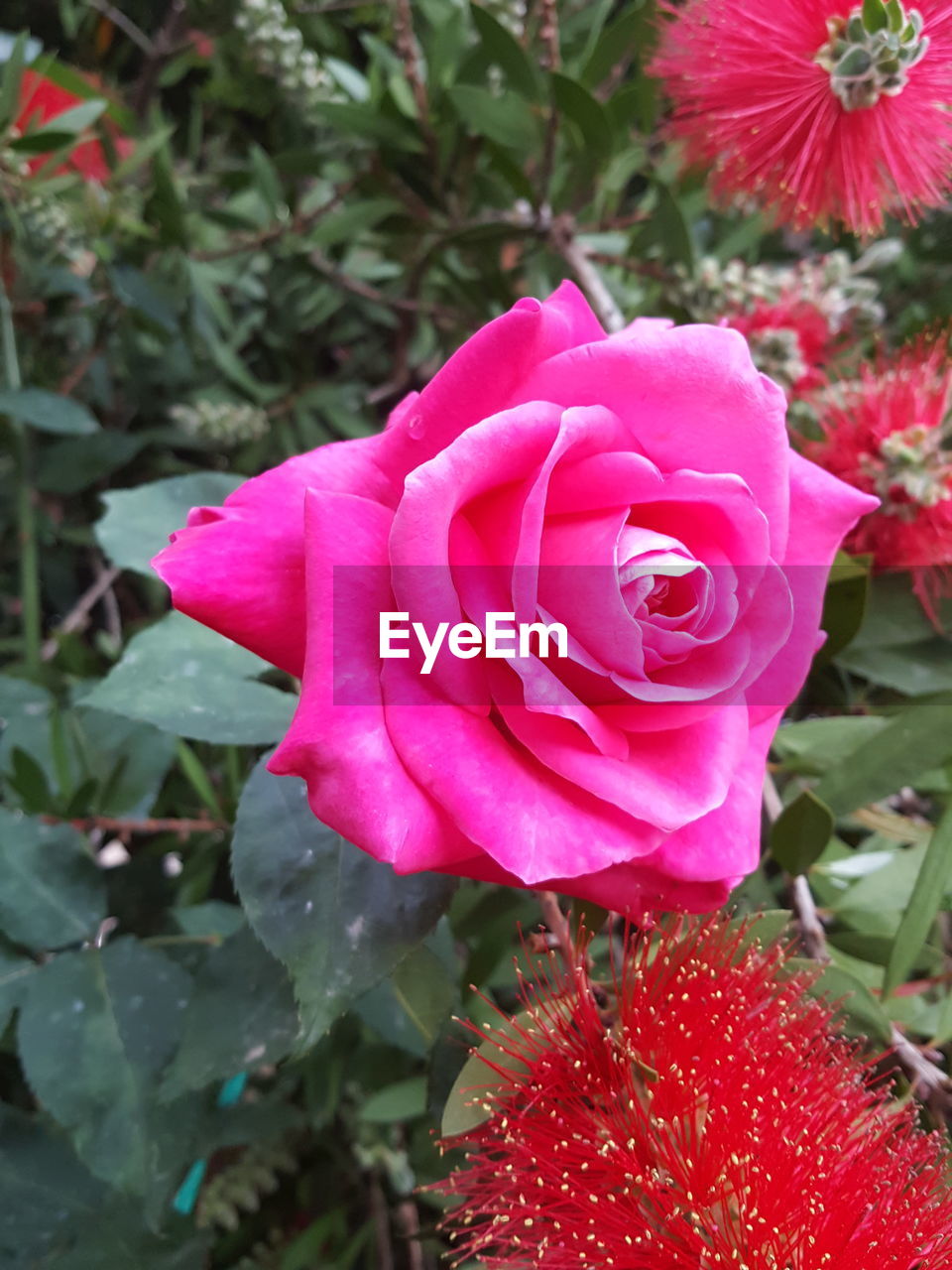 CLOSE-UP OF RED ROSES BLOOMING OUTDOORS