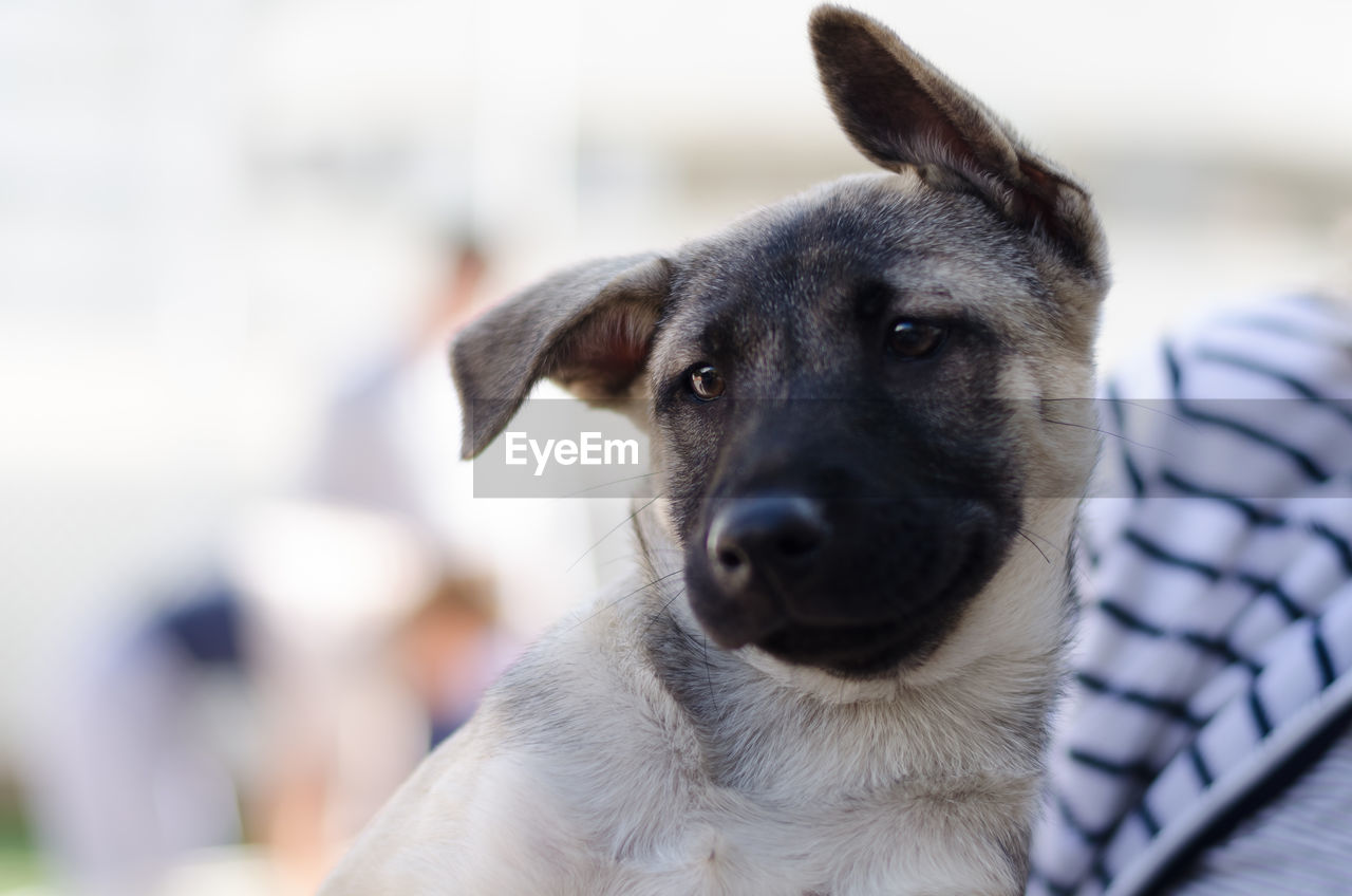 Close-up portrait of dog