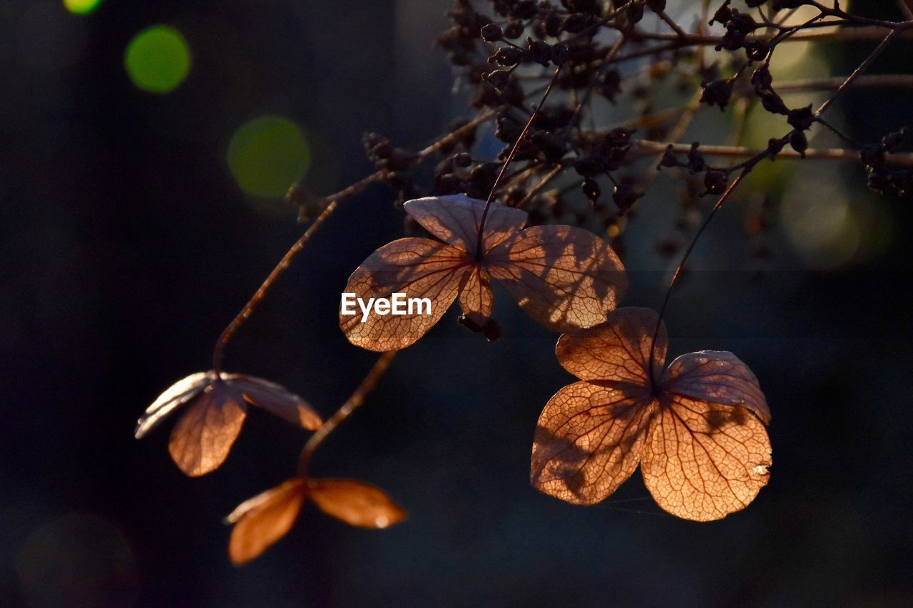 Close-up of flower tree against blurred background