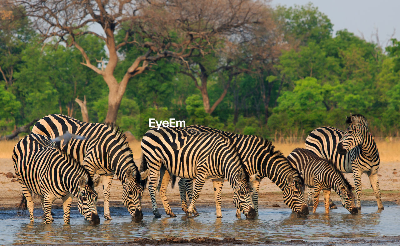 Zebras drinking water