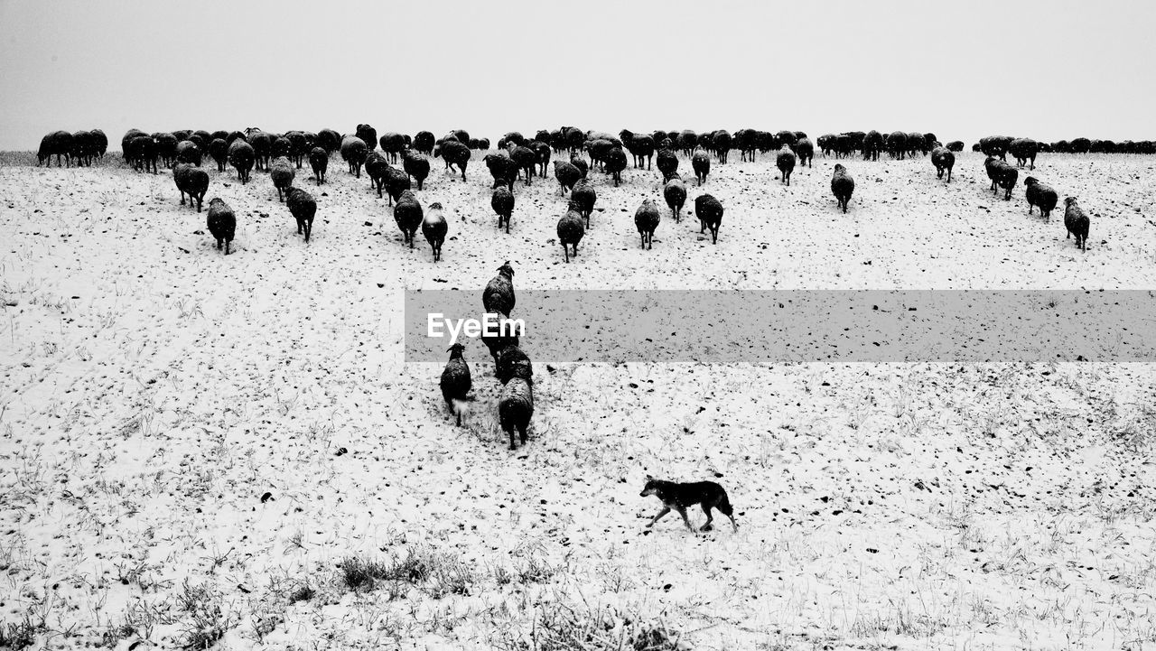 Flock of sheep walking on snow covered field against sky