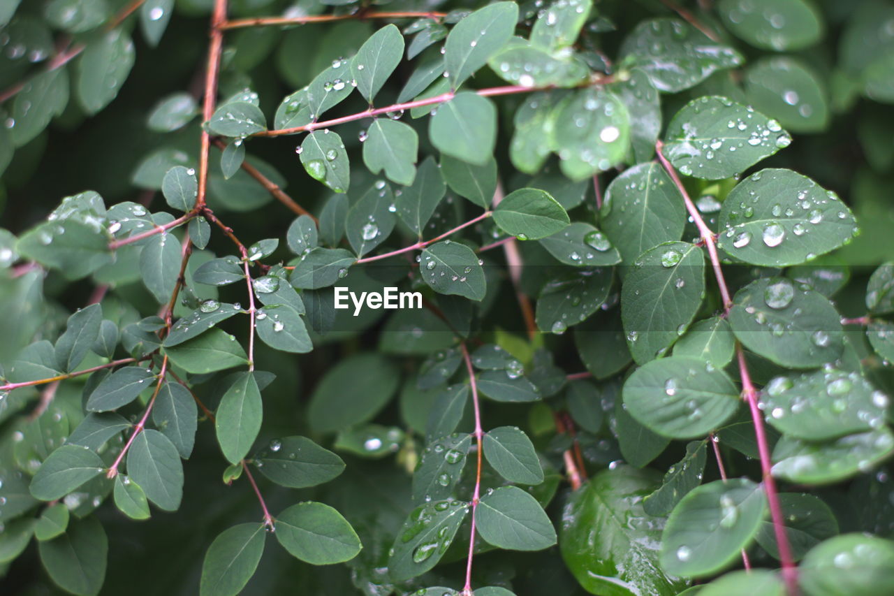 Full frame shot of wet plants