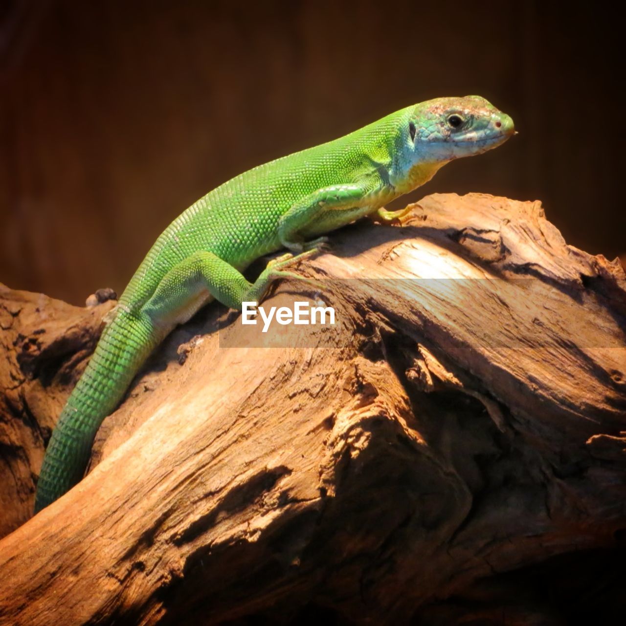 Close-up of green lizard on driftwood