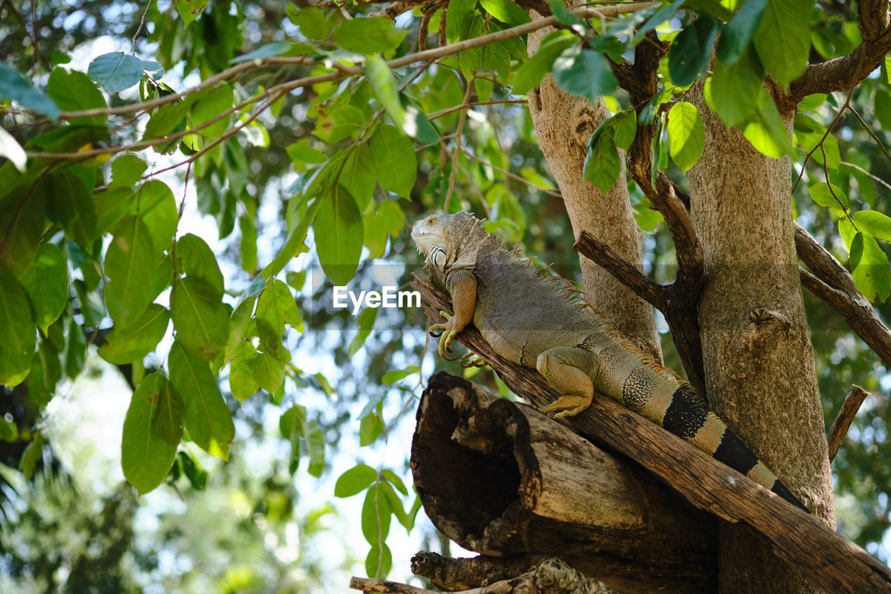 LOW ANGLE VIEW OF A SQUIRREL ON TREE