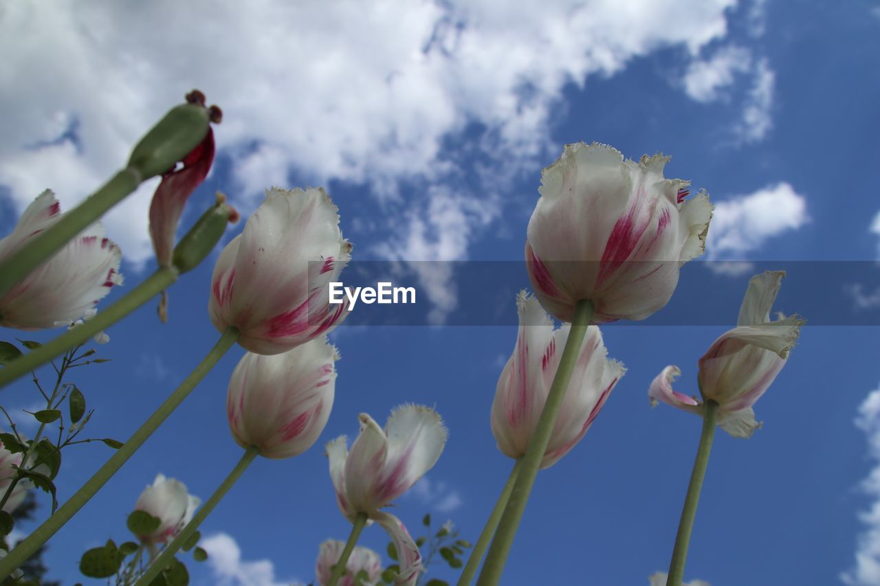 Low angle view of flowering plant against sky