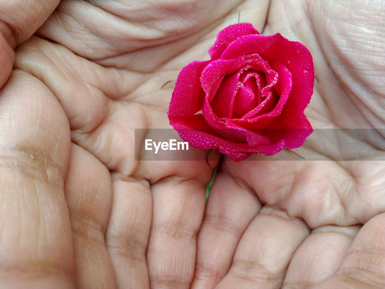 Close-up of hands holding rose flower with dew drops