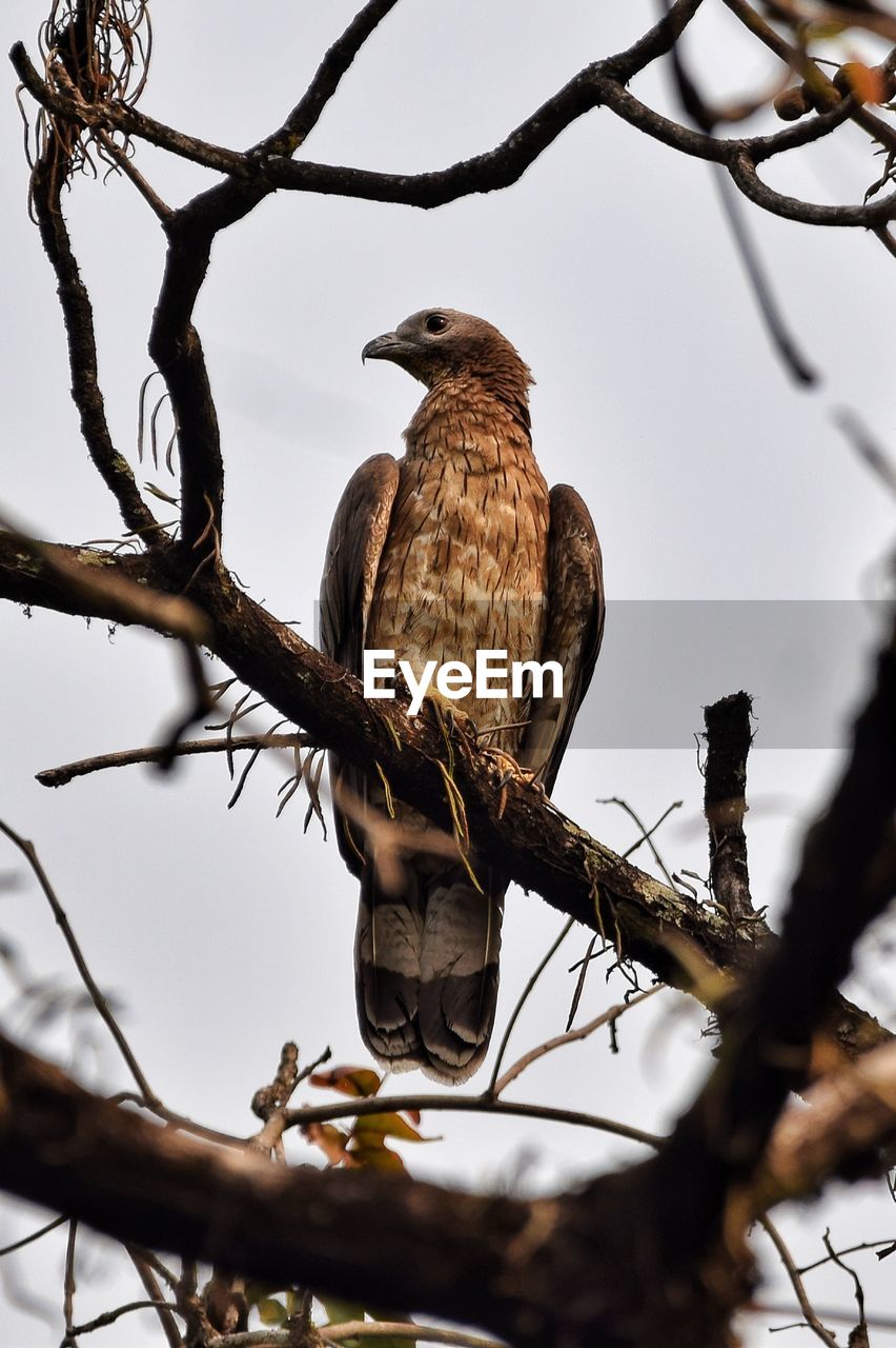 Low angle view of bird perching on branch