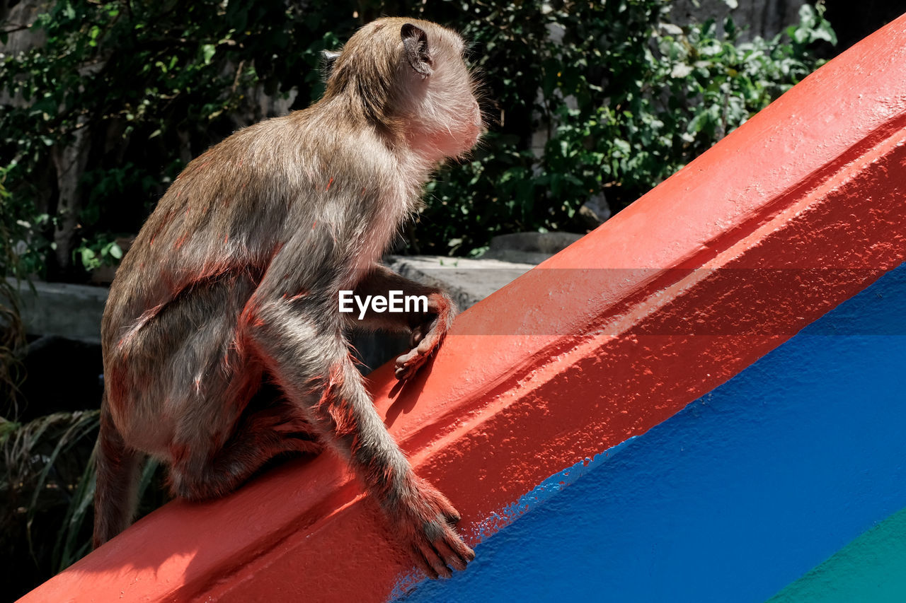 CLOSE-UP OF MONKEY ON TREE