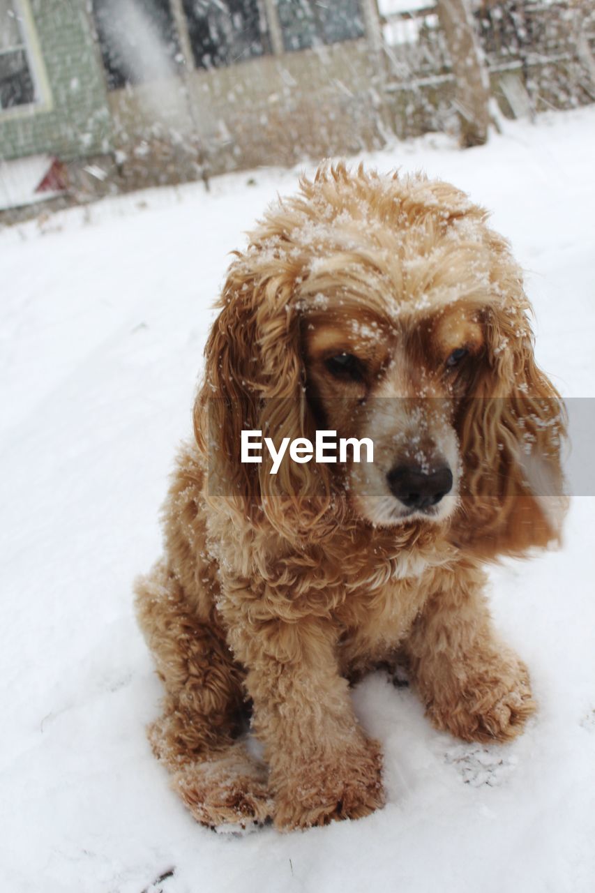 CLOSE-UP PORTRAIT OF DOG