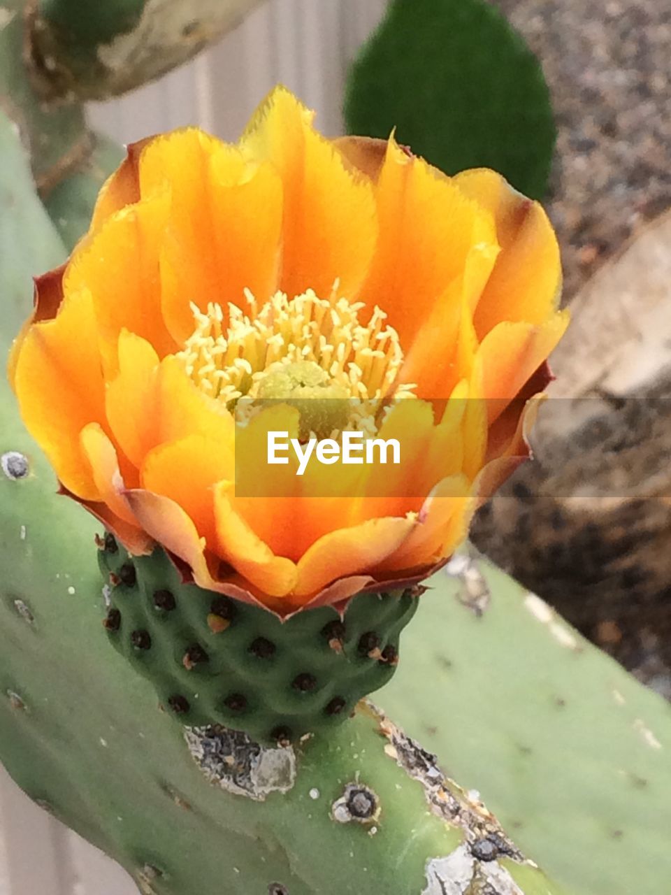 CLOSE-UP OF FLOWER GROWING OUTDOORS