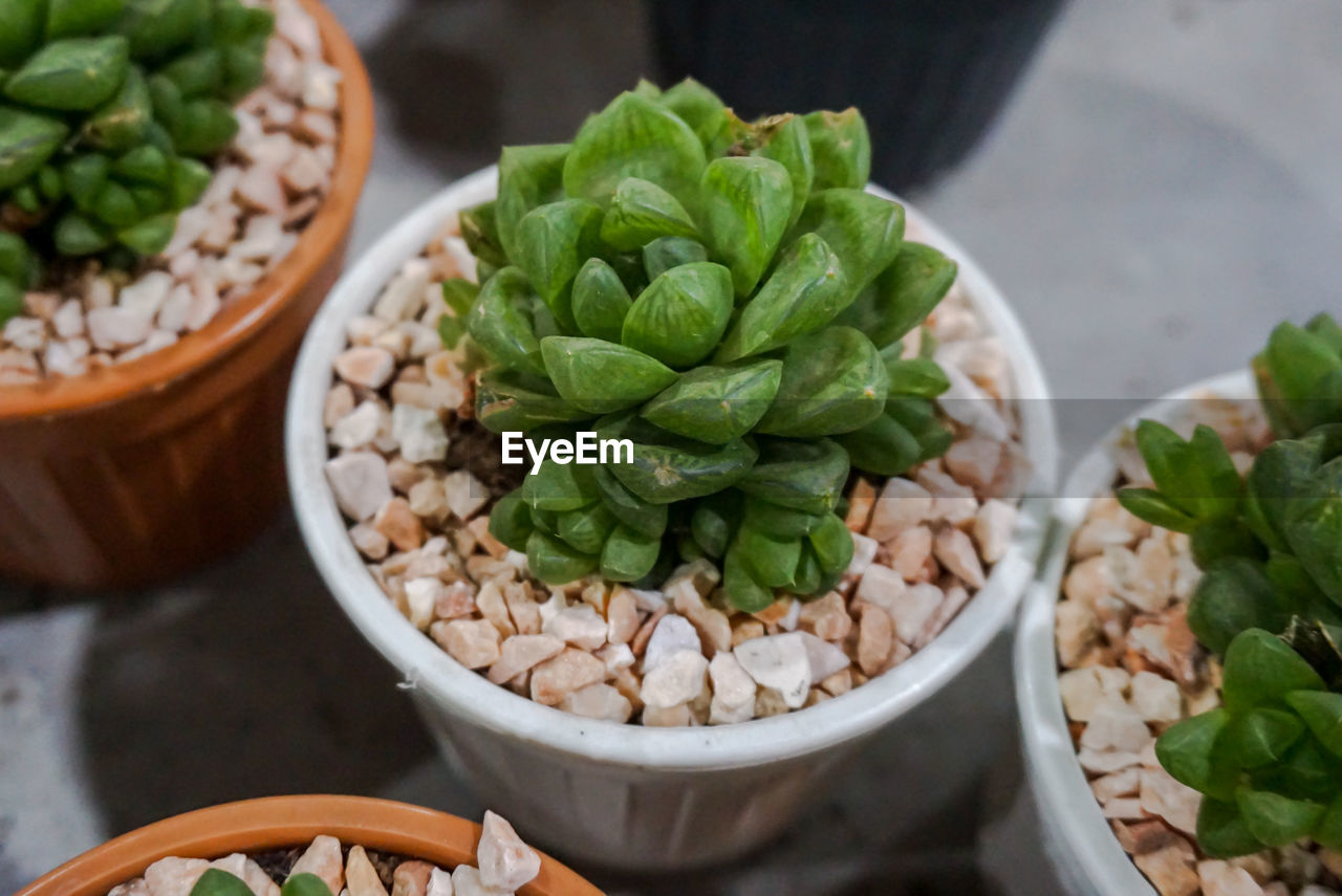 Cactus plants in pots.