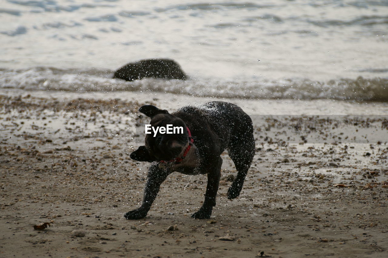 Dog on beach