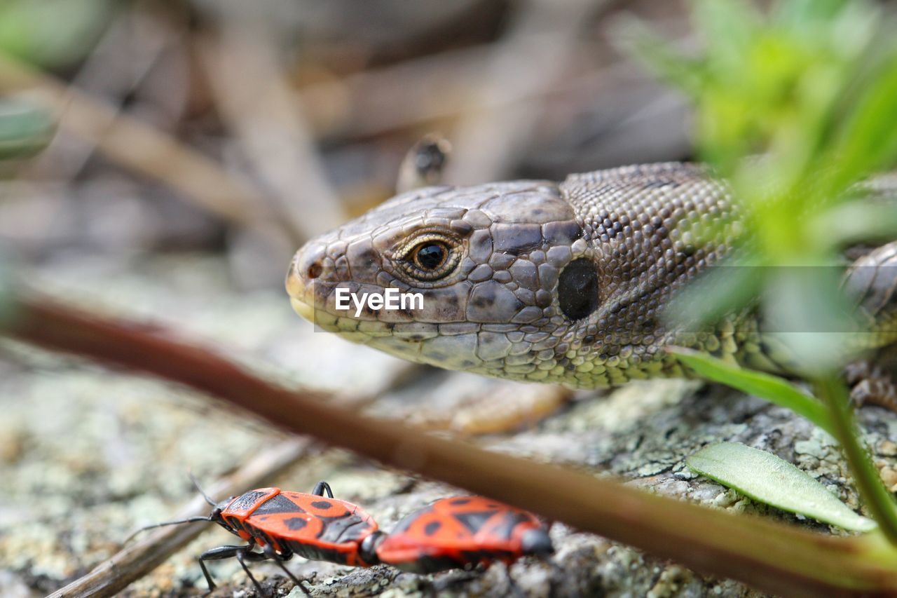 Firebugs and lizard on field