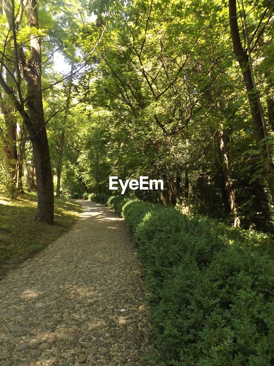 TREES ALONG ROAD